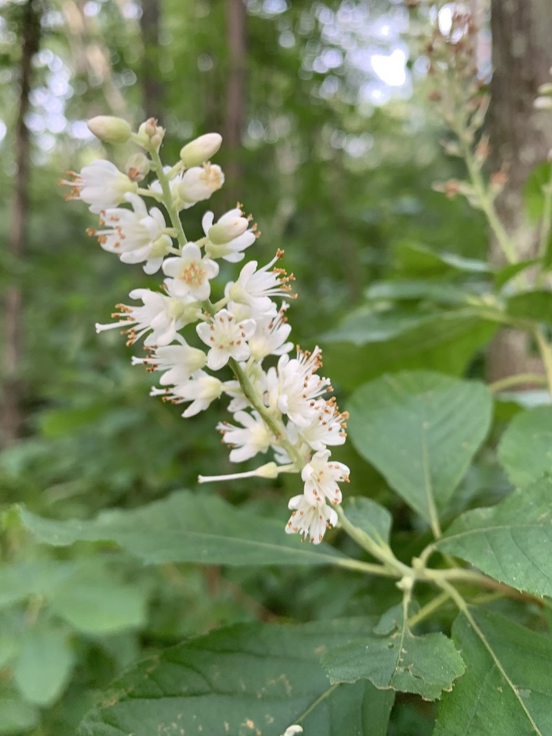 Coastal Sweetpepperbush photo 6