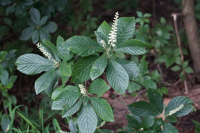 Coastal Sweetpepperbush photo 7
