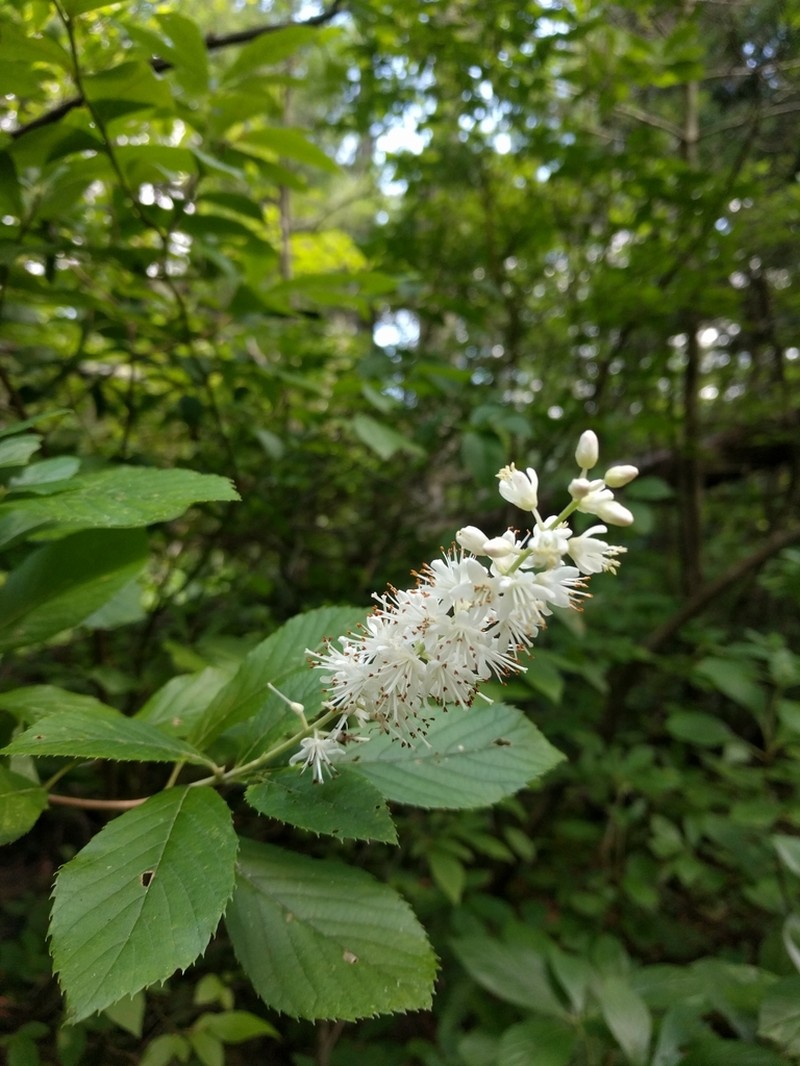 Coastal Sweetpepperbush photo 8