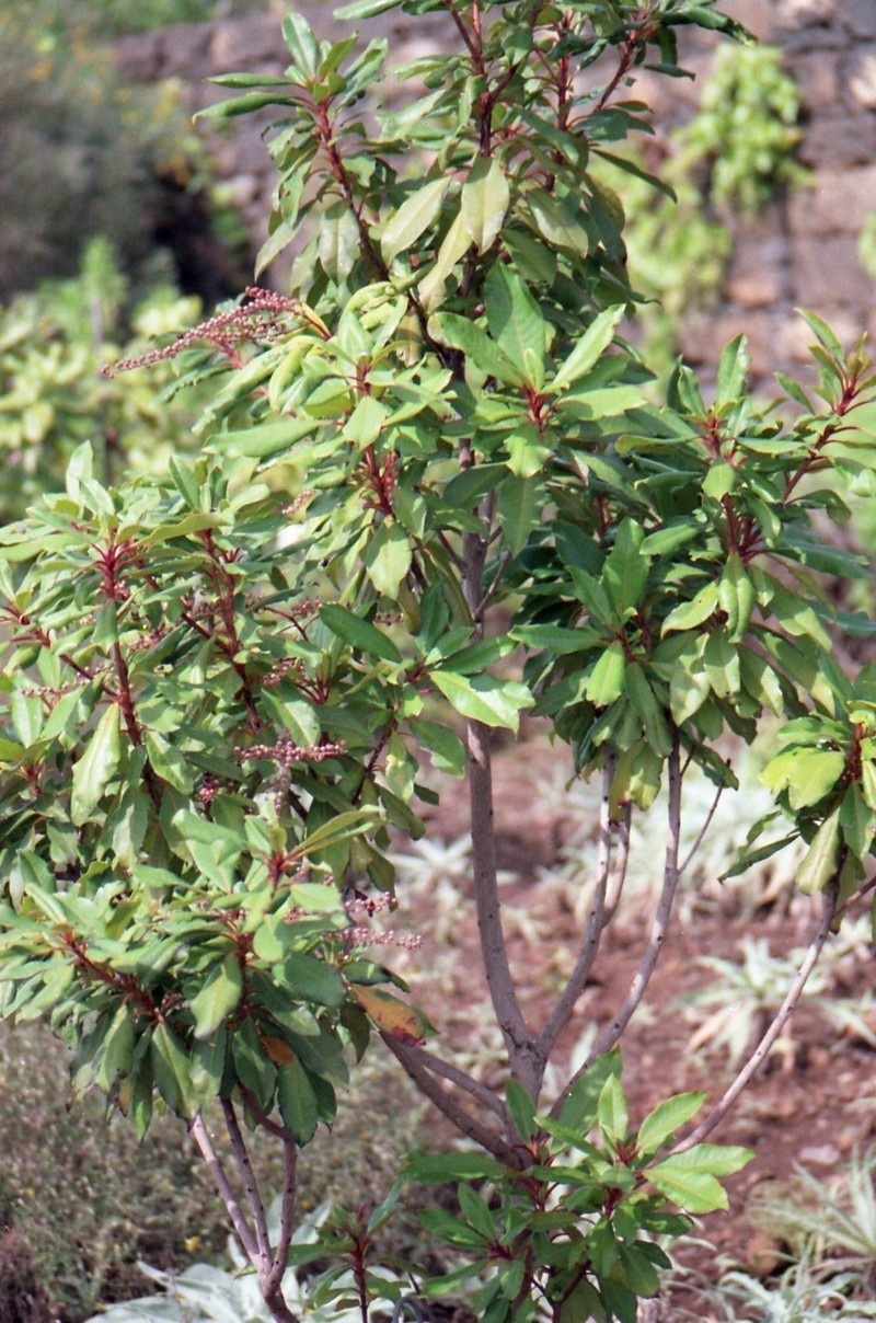 Clethra arborea photo 2