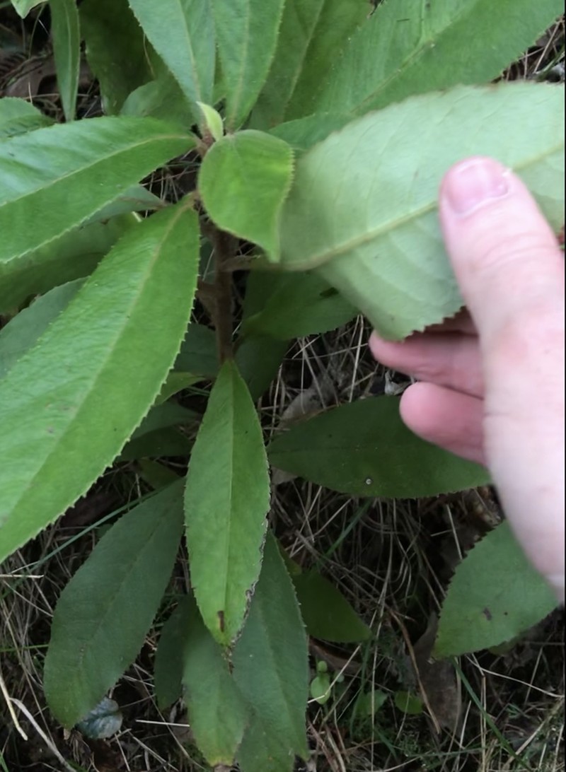 Clethra arborea photo 3