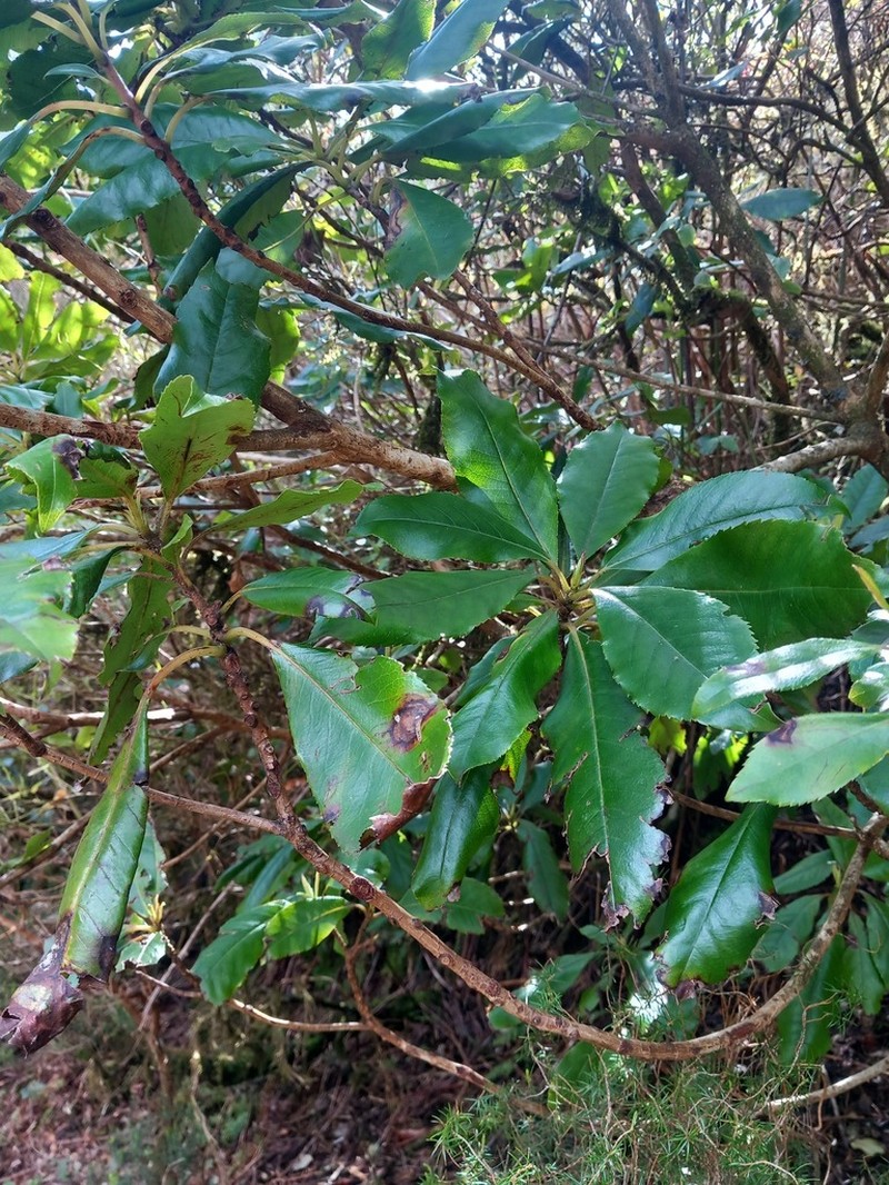 Clethra arborea photo 4