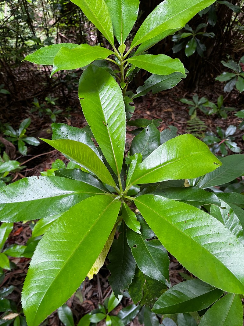 Clethra arborea photo 5