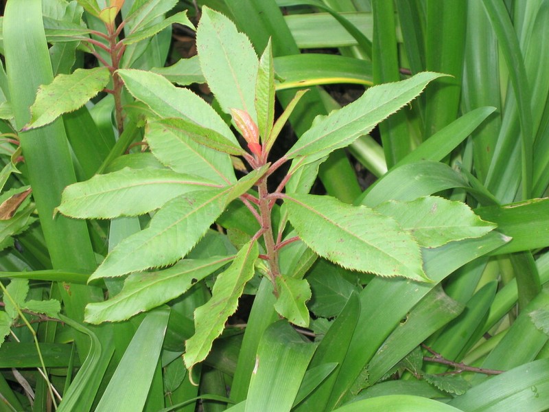 Clethra arborea photo 6