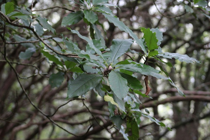 Clethra arborea photo 7