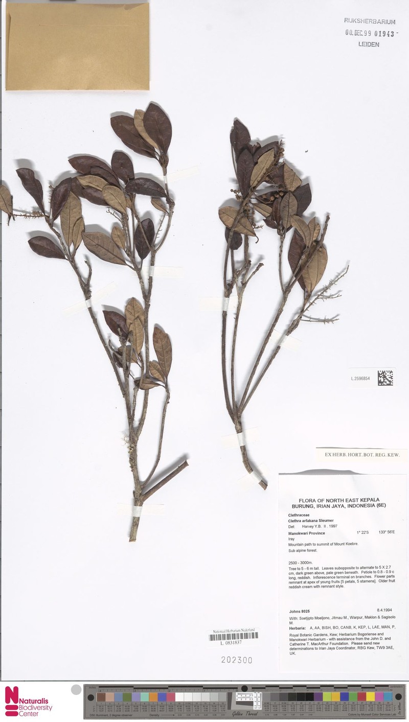 Clethra arfakana