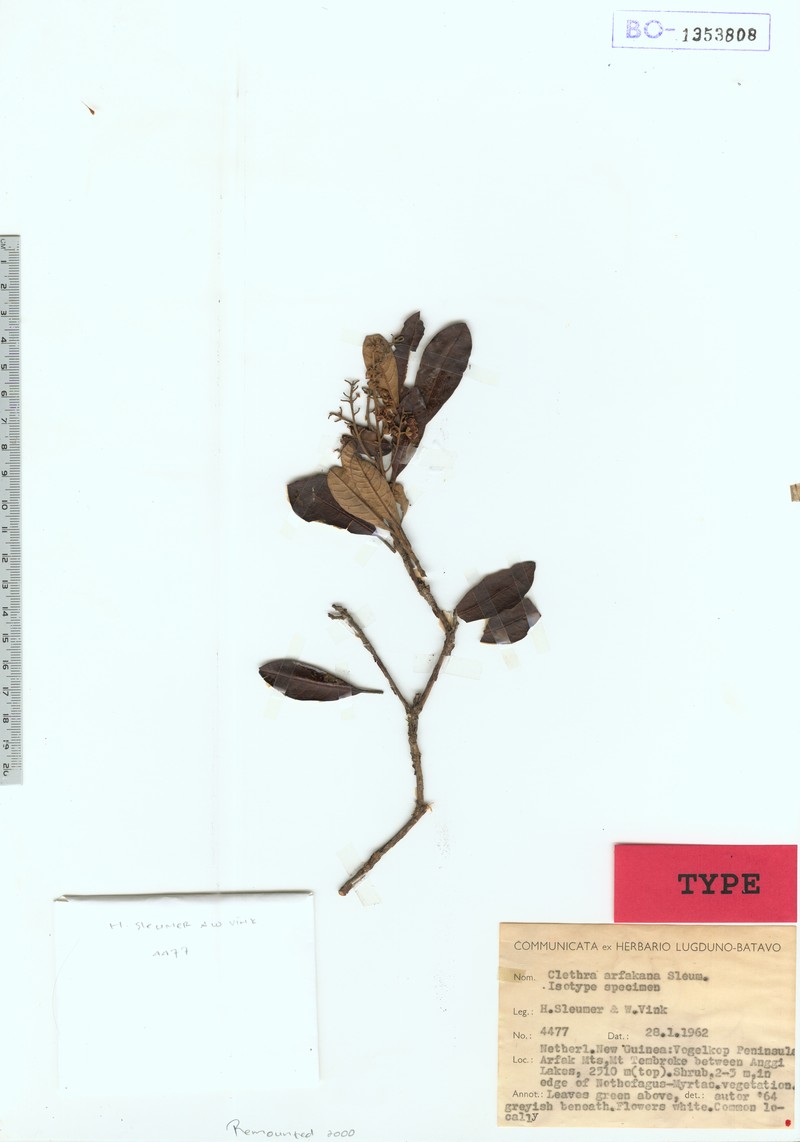 Clethra arfakana photo 4