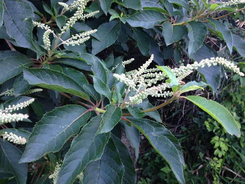 Clethra barbinervis photo 2