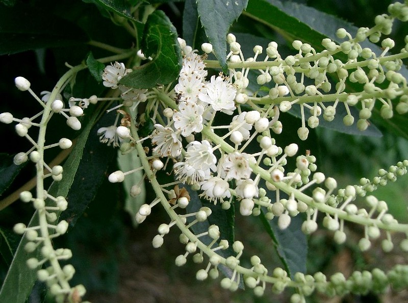 Clethra barbinervis photo 3