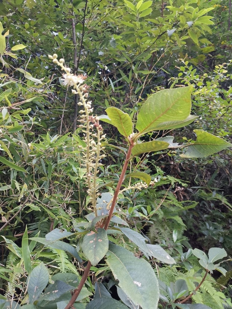 Clethra barbinervis photo 4