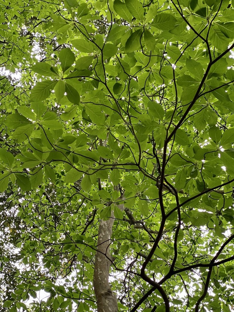 Clethra barbinervis photo 5