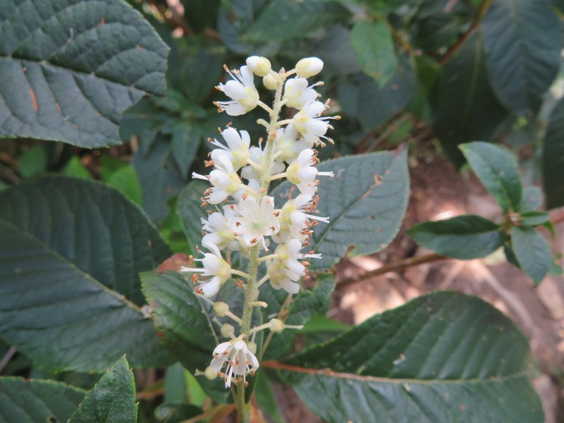 Clethra barbinervis photo 6