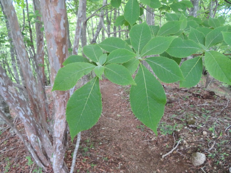 Clethra barbinervis photo 7