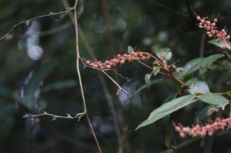 Clethra bodinieri photo 2