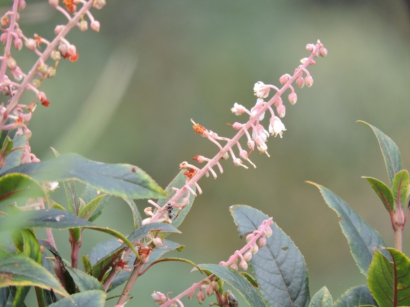 Clethra bodinieri photo 3