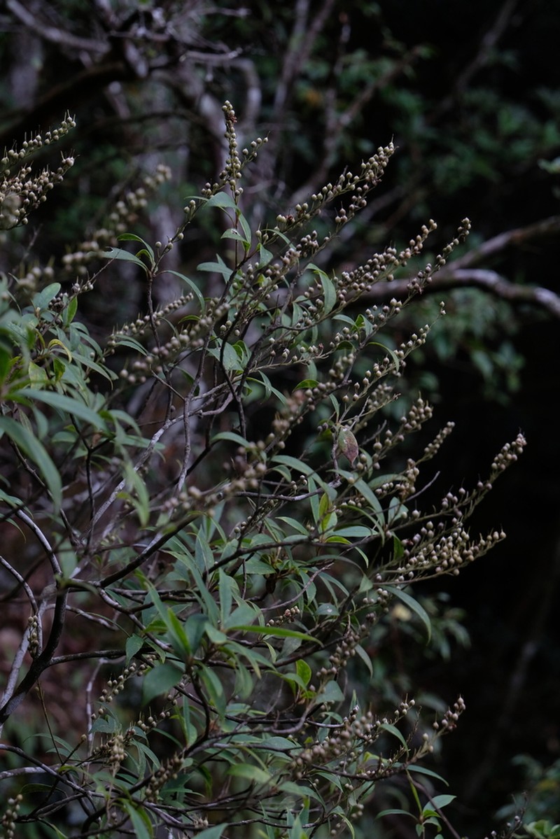 Clethra bodinieri photo 4