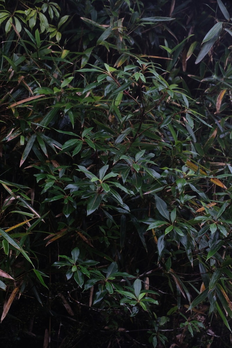 Clethra bodinieri photo 5