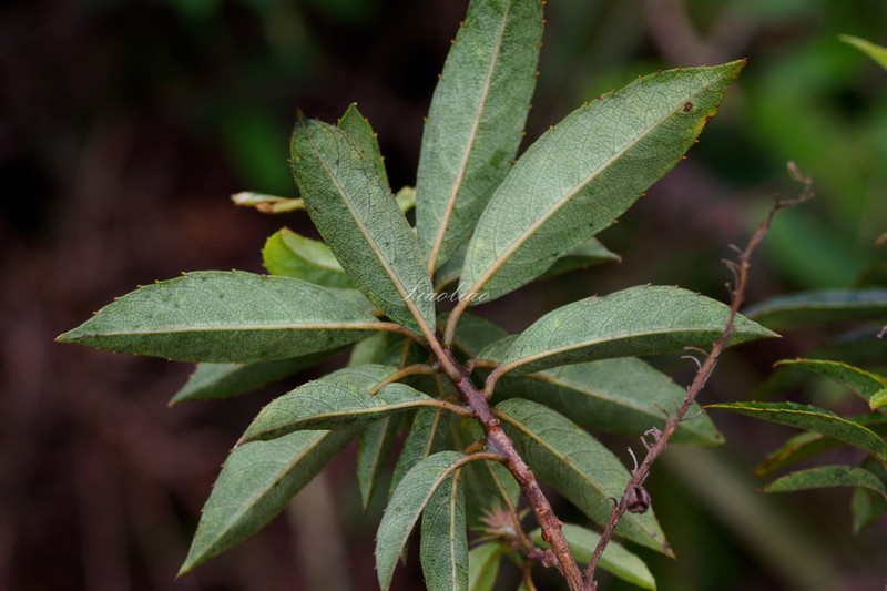 Clethra bodinieri photo 6