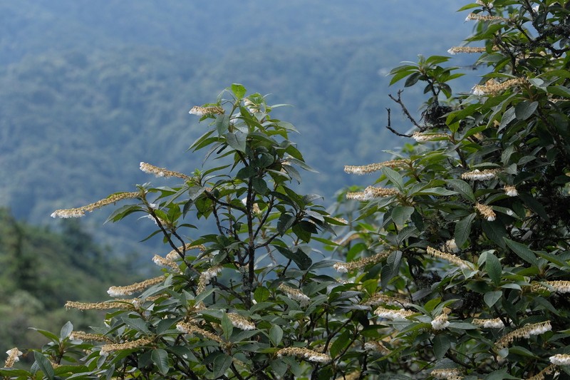 Clethra bodinieri photo 7