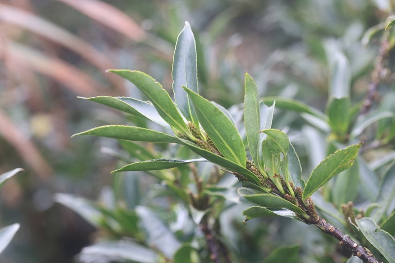 Clethra bodinieri photo 8