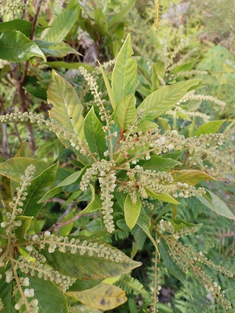 Clethra canescens