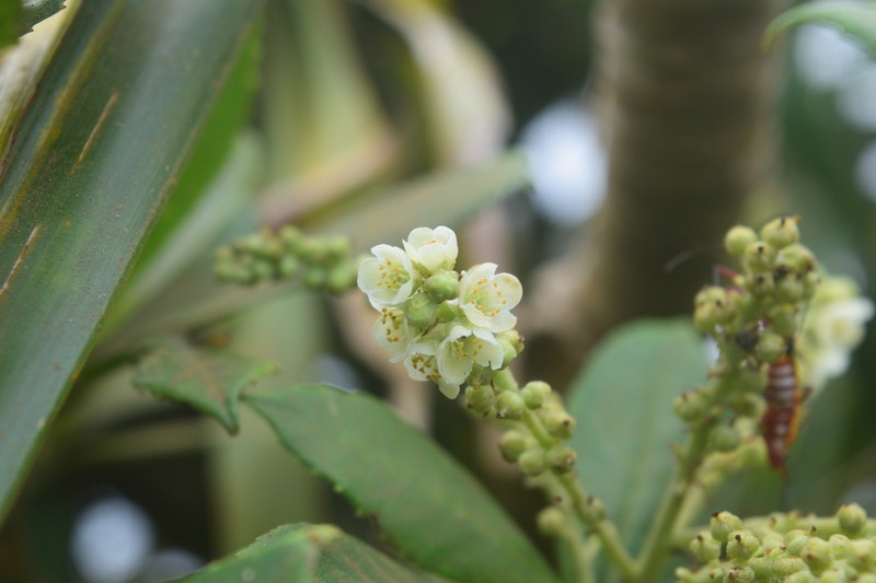 Clethra canescens photo 2