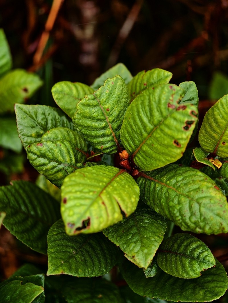 Clethra canescens photo 3