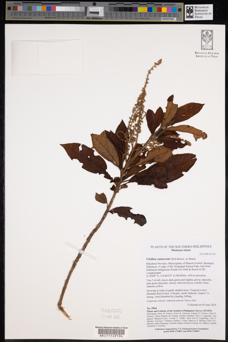 Clethra canescens photo 5