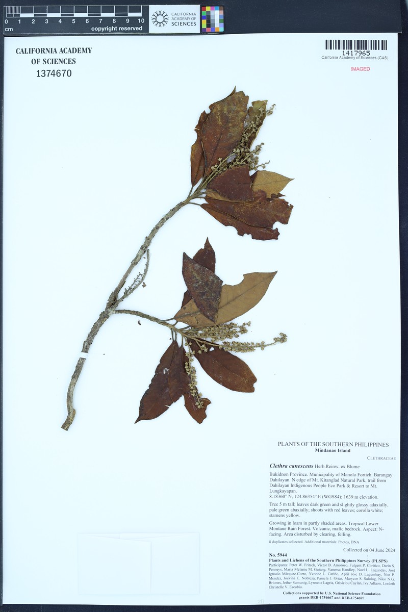Clethra canescens photo 6
