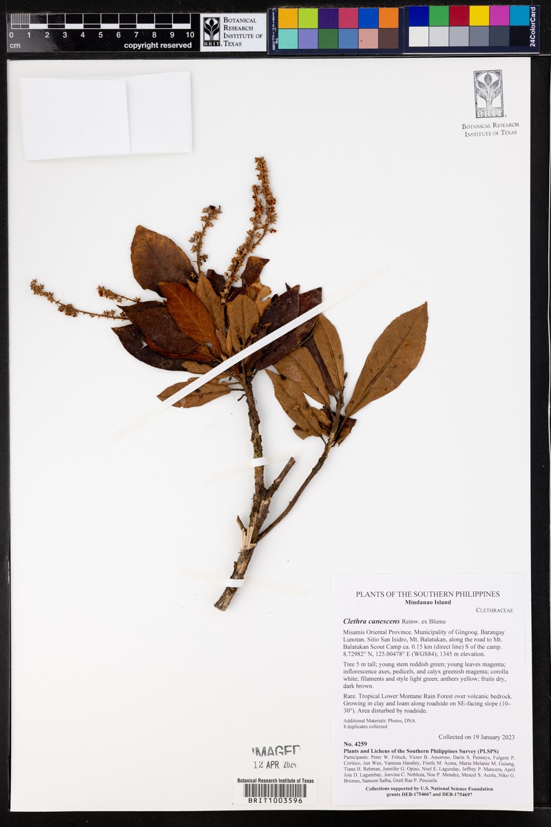Clethra canescens photo 7