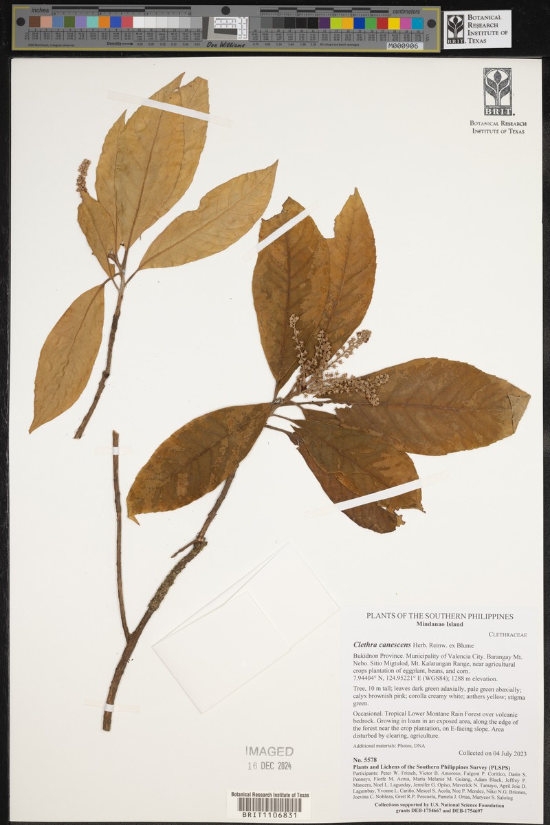 Clethra canescens photo 8