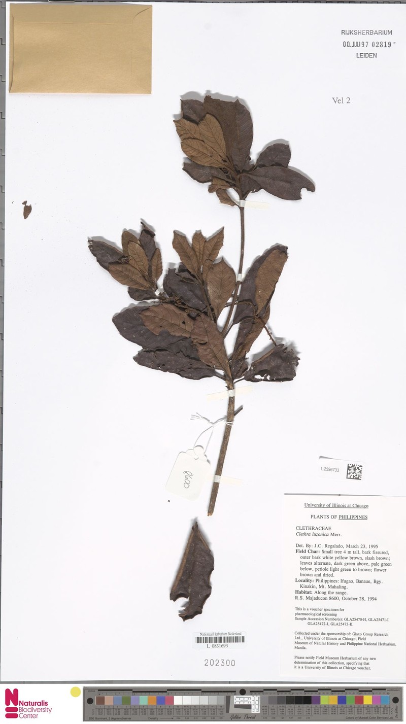 Clethra canescens var. canescens
