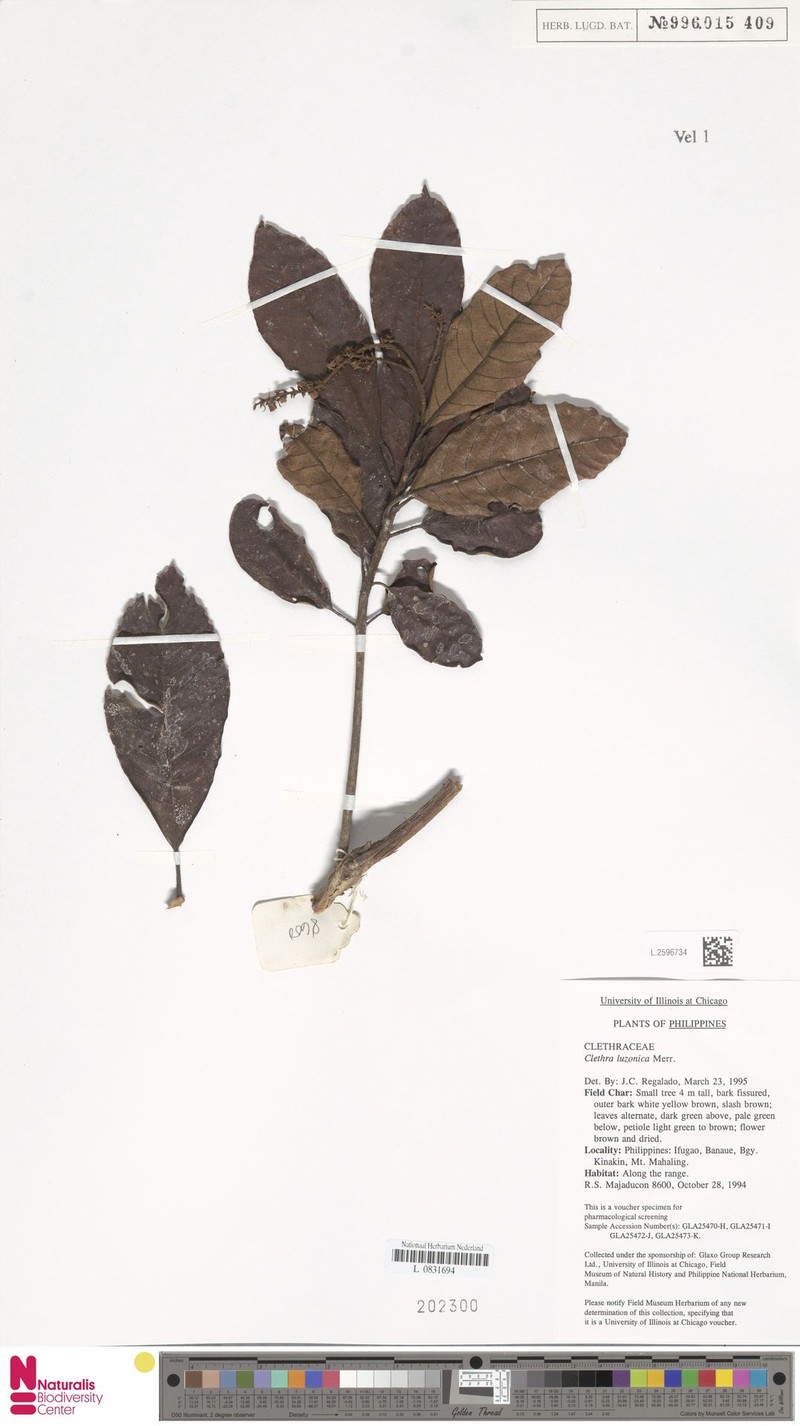 Clethra canescens var. canescens photo 2