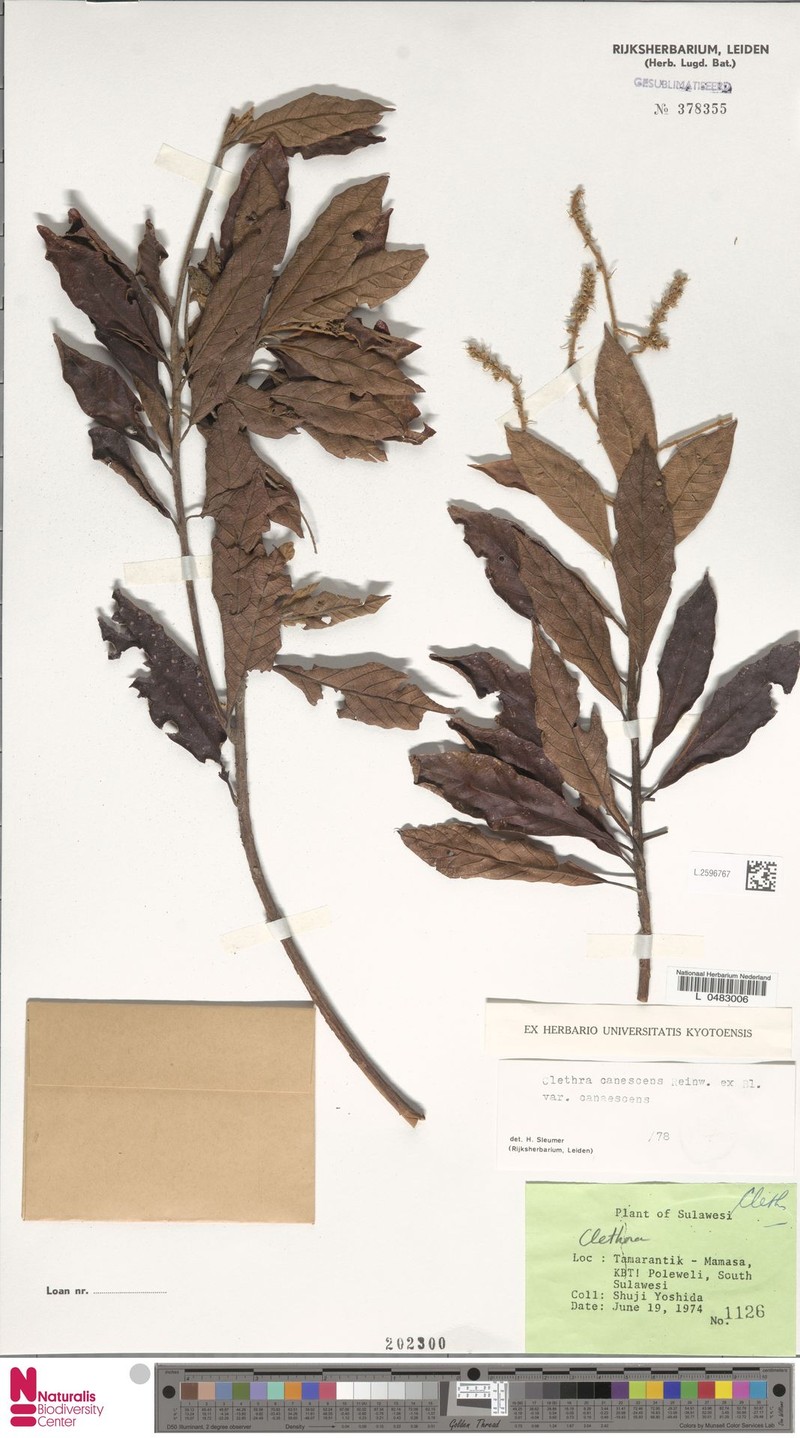 Clethra canescens var. canescens photo 3