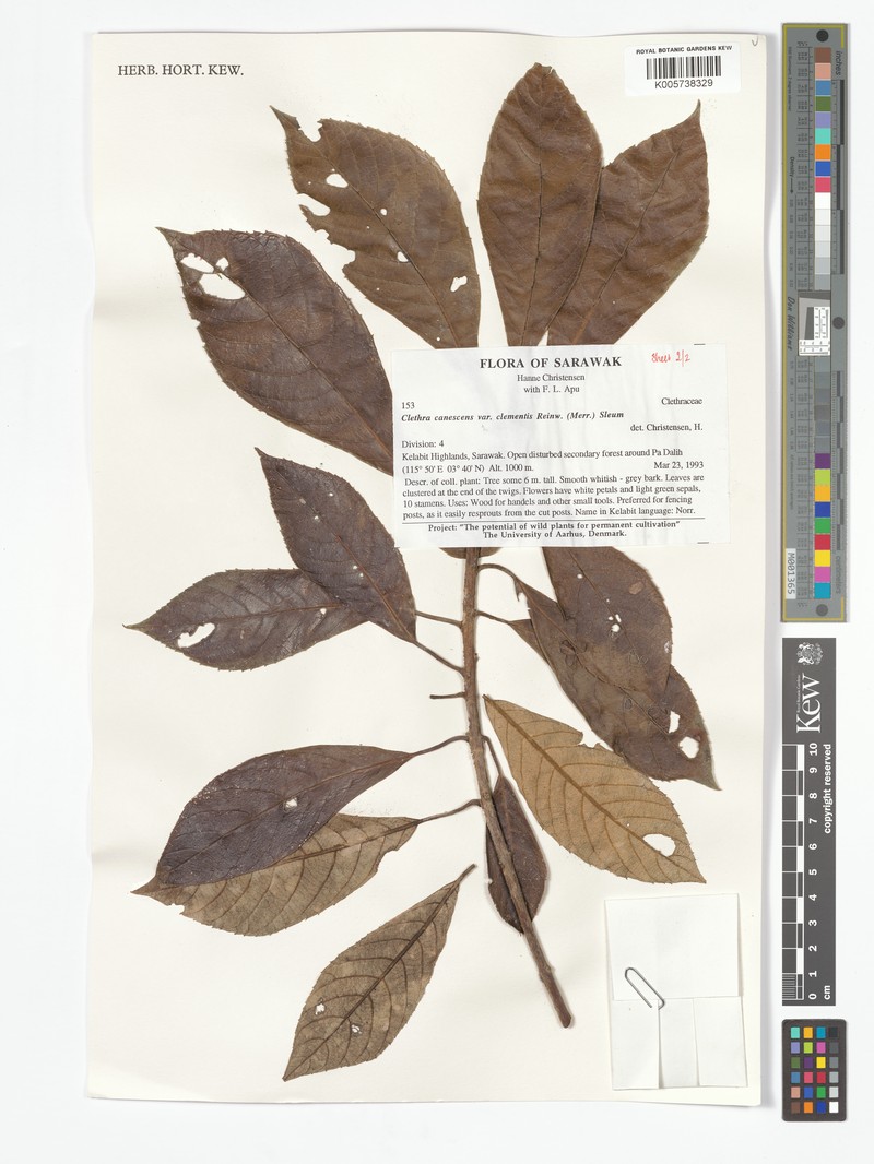 Clethra canescens var. clementis