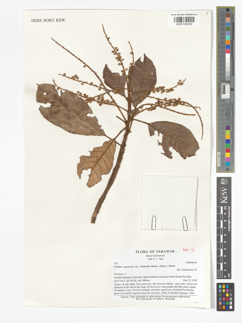 Clethra canescens var. clementis photo 2