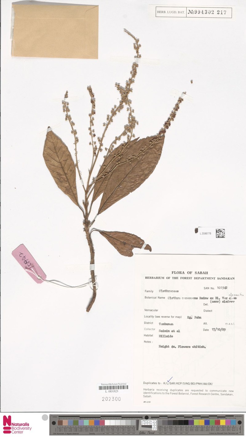 Clethra canescens var. clementis photo 3