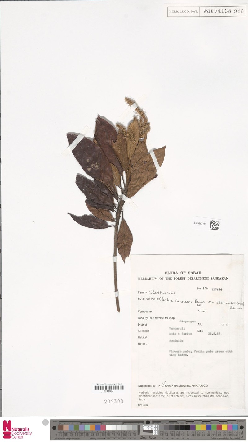 Clethra canescens var. clementis photo 4