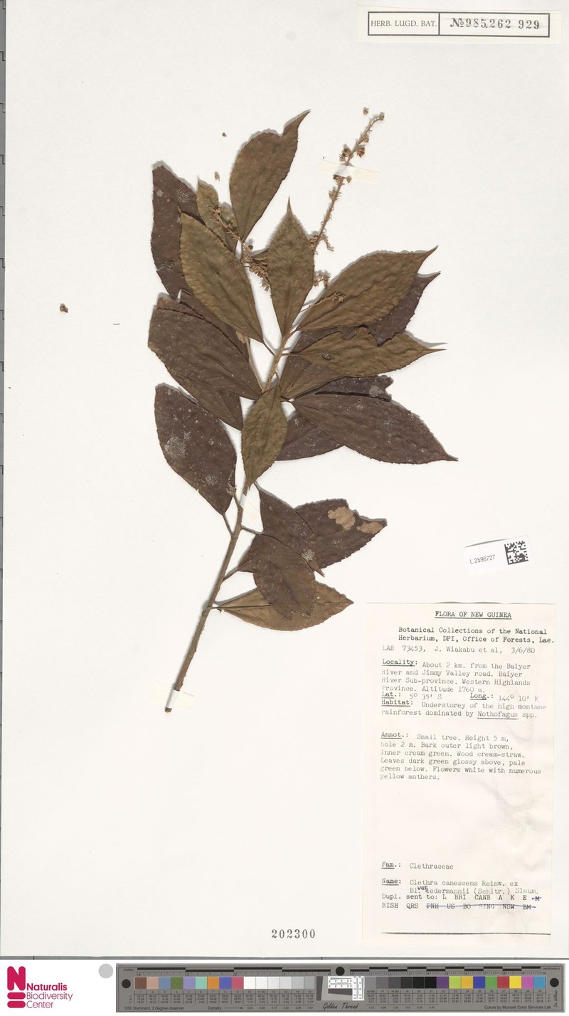 Clethra canescens var. ledermannii