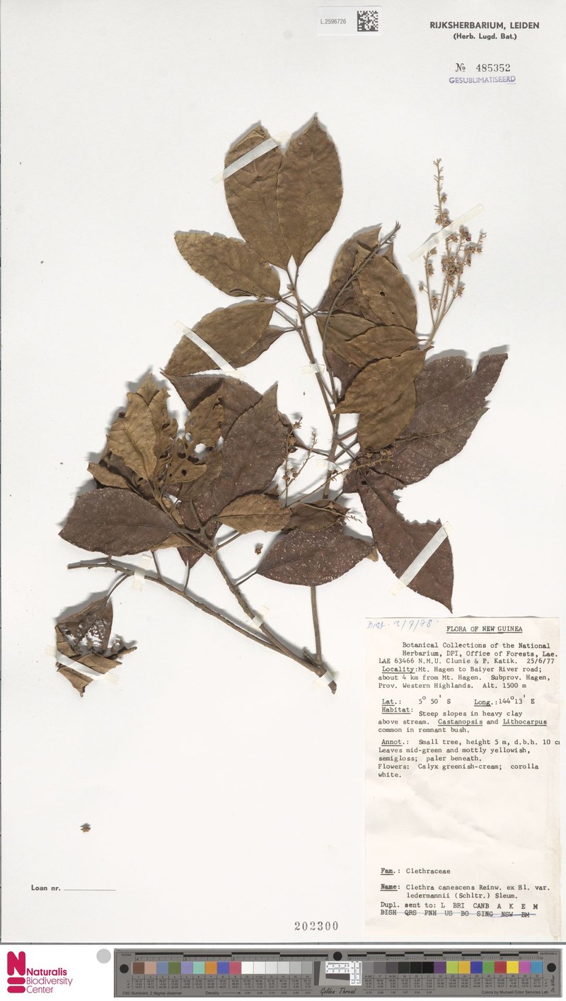 Clethra canescens var. ledermannii photo 2