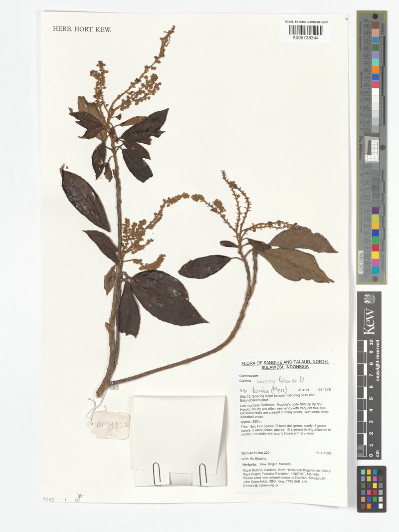 Clethra canescens var. luzonica