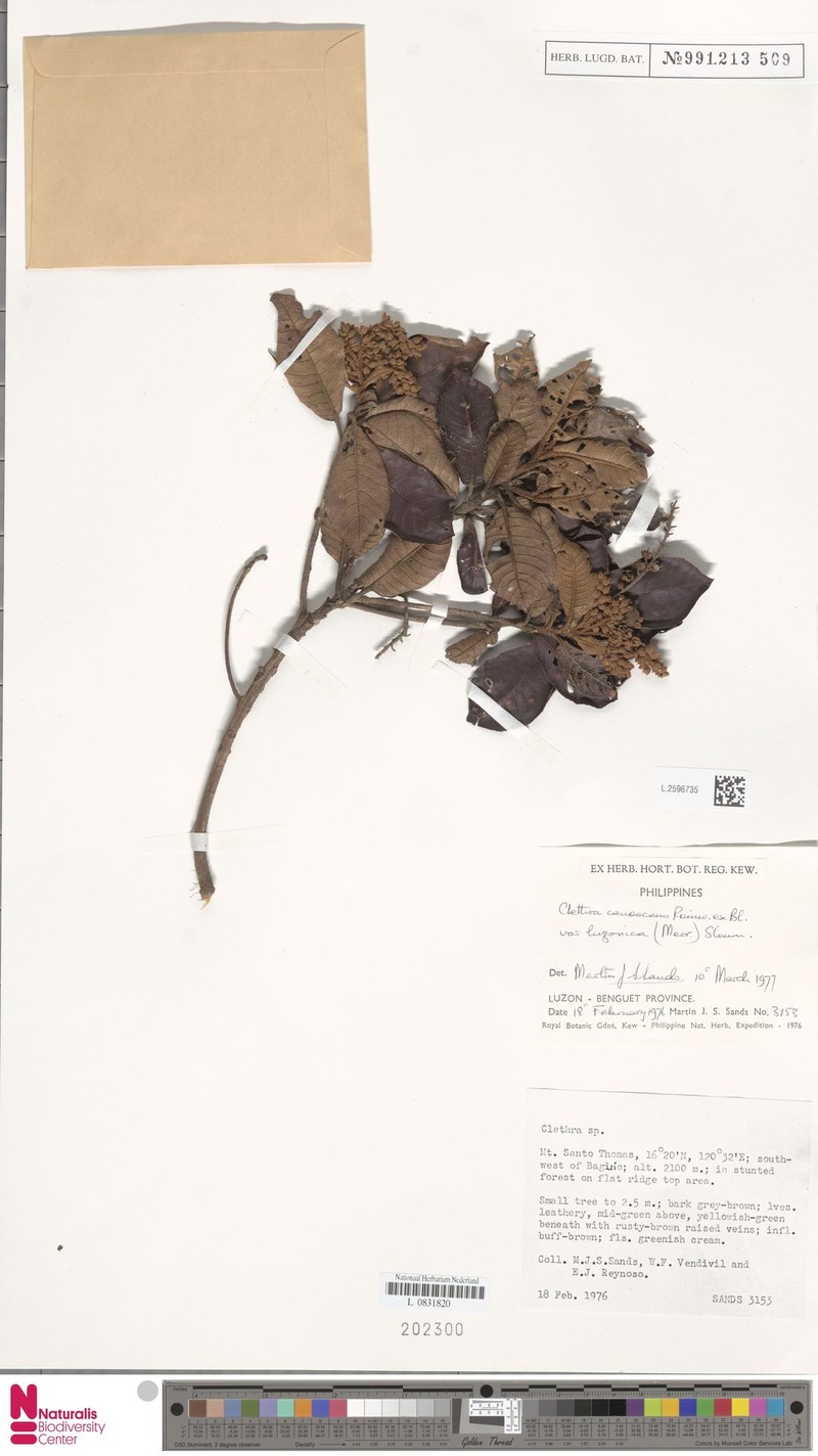 Clethra canescens var. luzonica photo 3
