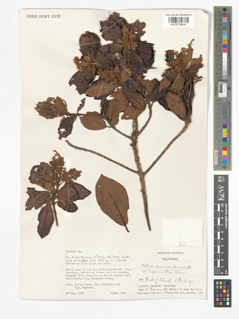 Clethra canescens var. luzonica photo 4