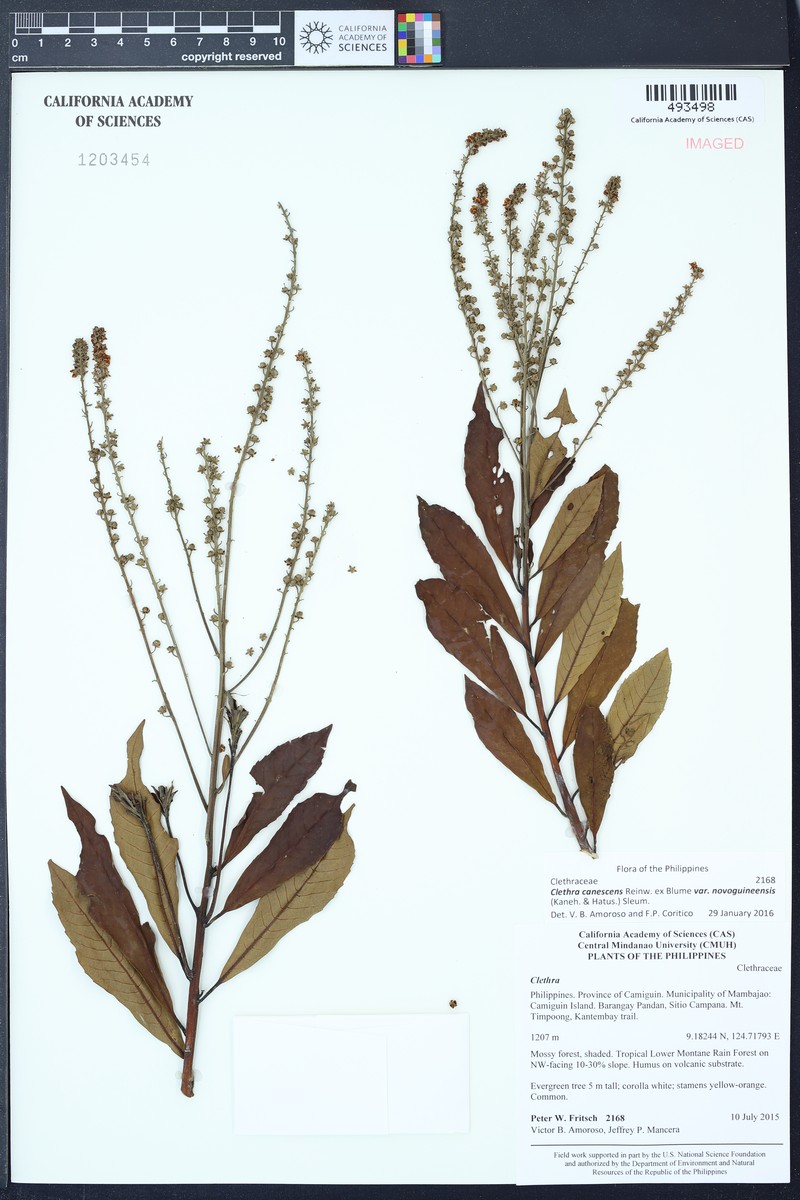 Clethra canescens var. novoguineensis
