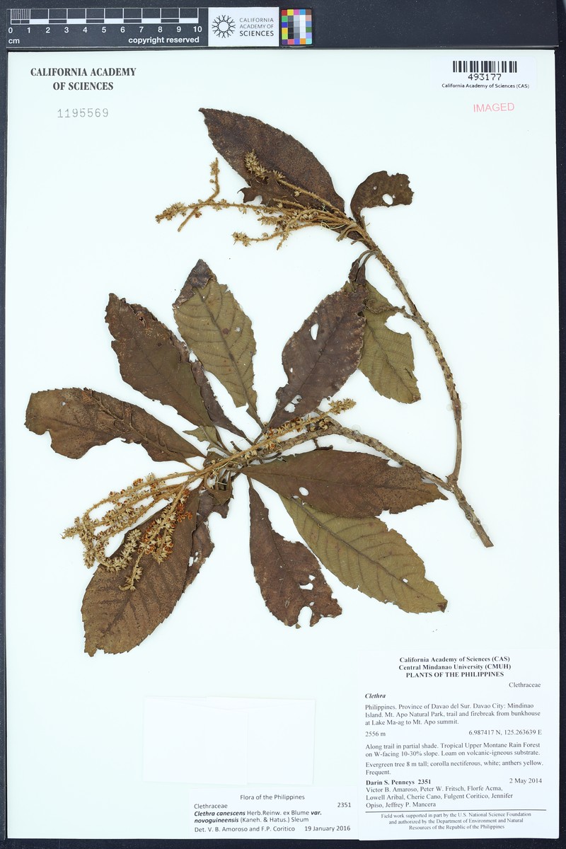 Clethra canescens var. novoguineensis photo 2