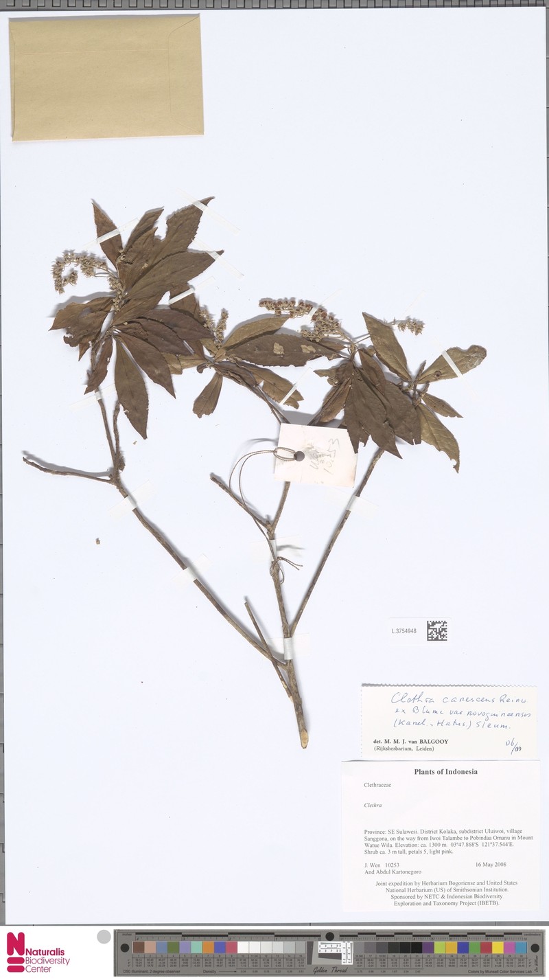 Clethra canescens var. novoguineensis photo 3