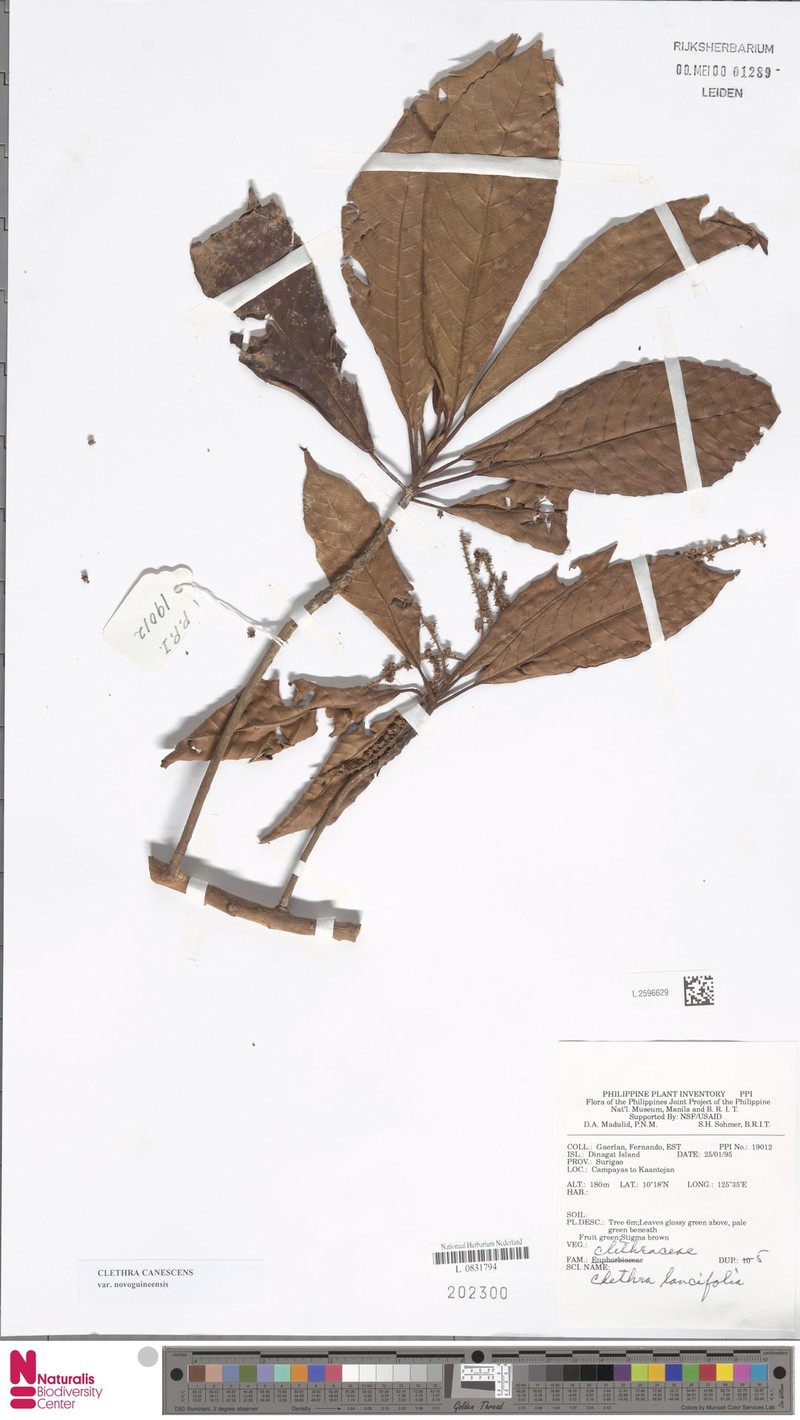 Clethra canescens var. novoguineensis photo 4