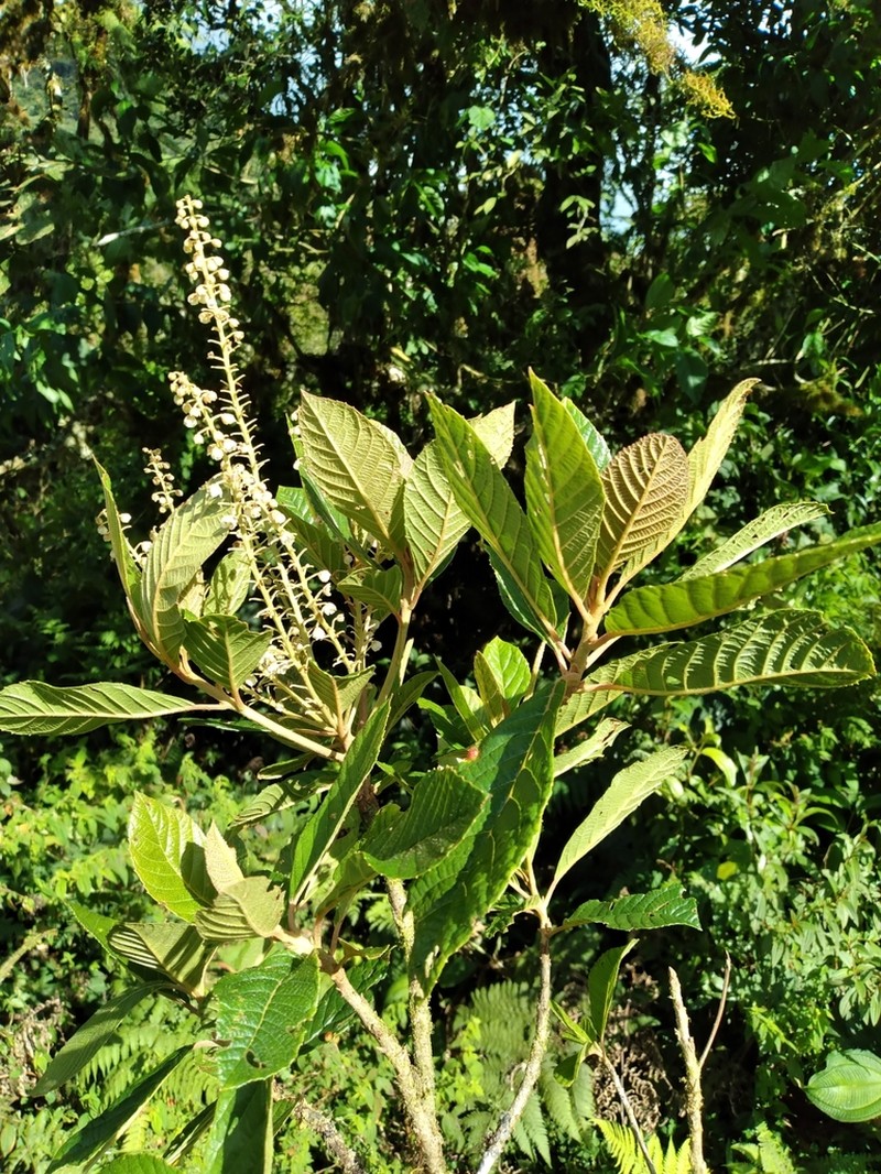 Clethra cardenasii