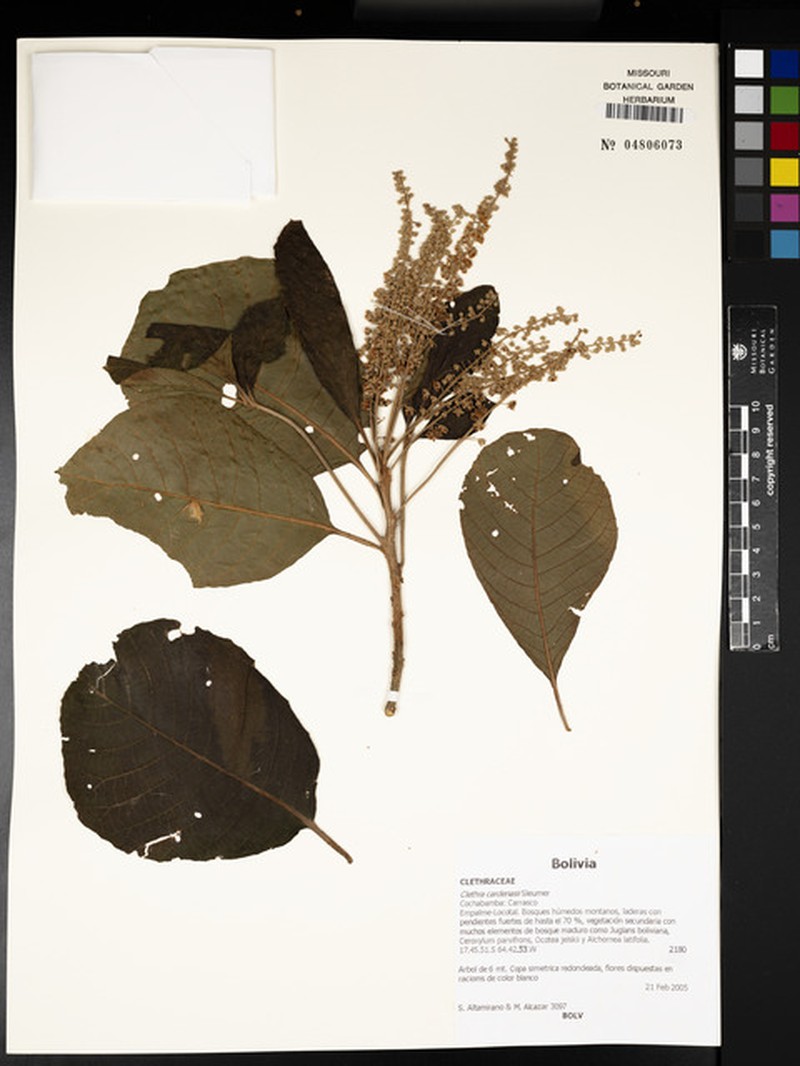 Clethra cardenasii photo 3