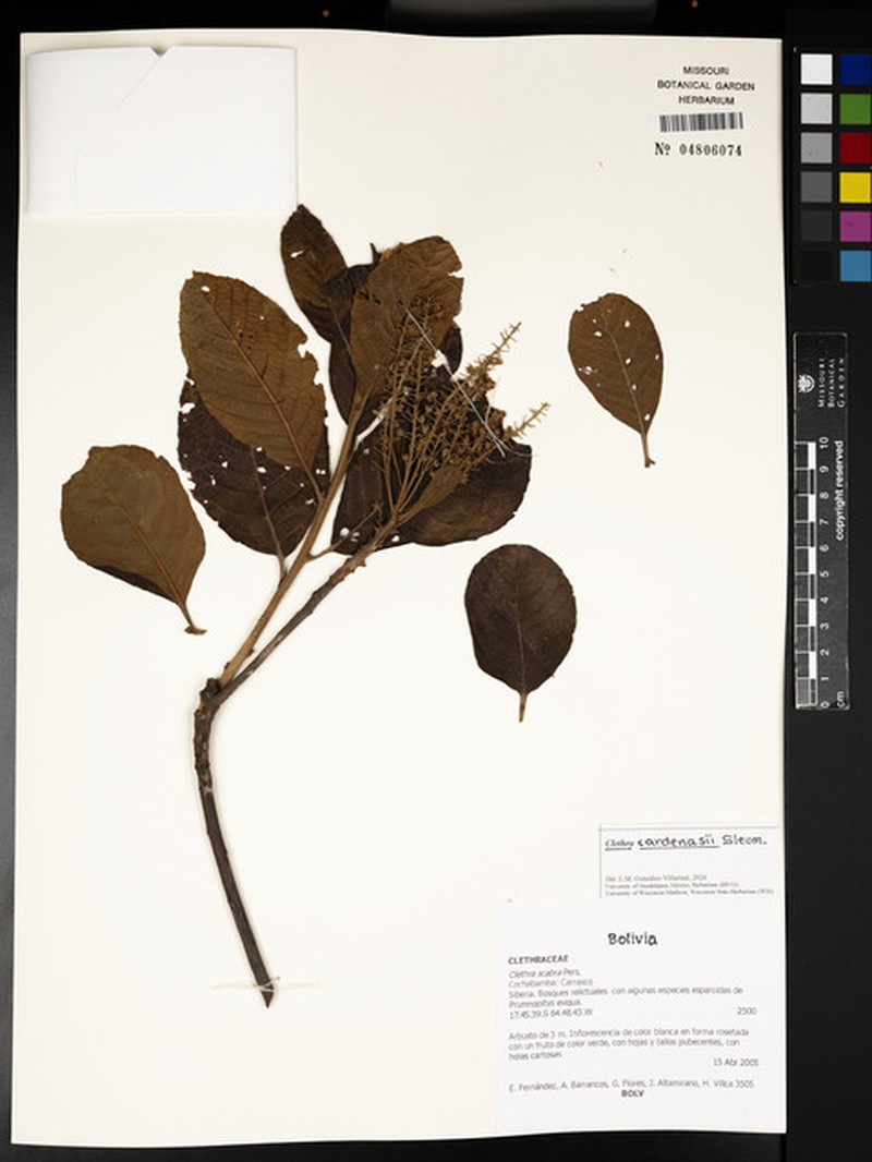 Clethra cardenasii photo 5